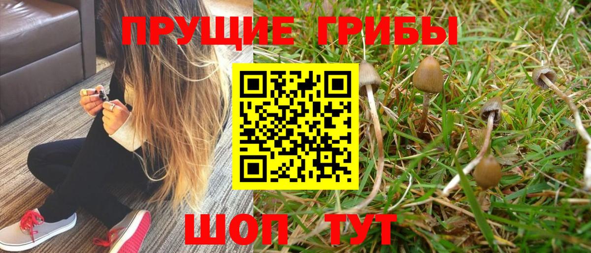Псилоцибиновые грибы прущие грибы Дивногорск